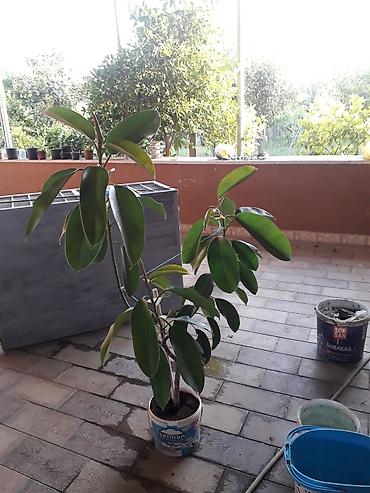 limon yolka ağacı: Hundurliyi 1.5 metr hundurlukdedi — 1