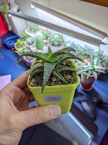 Otaq bitkiləri: Sukkulentlər. Sağlam və dözümlü bitkilərdi. Uzun müddət susuz qala — 30