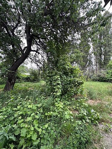 Продажа участков: 12 соток, Красная книга, Тех паспорт, Договор купли-продажи — 3