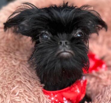 Psi: Na prodaju 4 ženke: Belgijski Grifon. Petit Brabancon. Exotic boja na lalafo.rs — 12 Psi: Na prodaju 4 ženke: Belgijski Grifon. Petit Brabancon. Exotic boja — 12