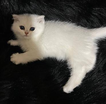 продаются котята: Скотиш Страйт (Шотландская прямоухая), 2 месяца, Девочка, Белый — 4