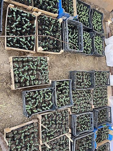 Перец: Рассада 
Помидор 
Огурцы 
Перец 
Баклажан 
И многое другое обращайтесь — 5