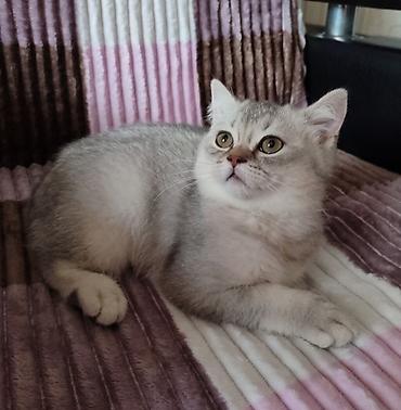 Pişiklər: Şotland, Ünvandan götürmə — 10