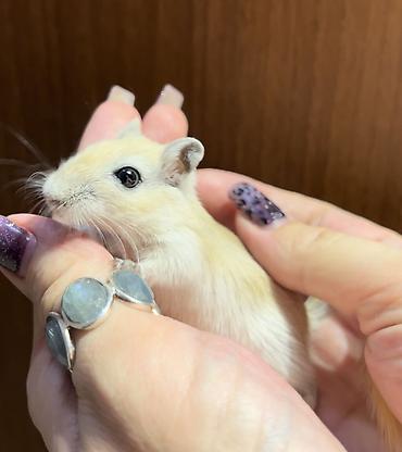 Хомяки: Продаются хомячки джунгарские, сирийские, ангорские пушистые хомячки — 14