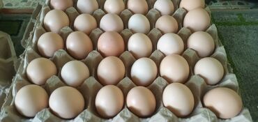 продам яйцо инкубационное: Продается инкубационные яйца. Чёрный принц. По З0сом штук. Ош. Карасуу
