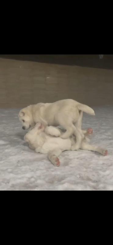 İtlər: Alabay — 9