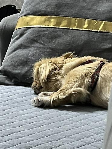 Pekines, 11 ay, Peyvəndli, Ödənişli çatdırılma