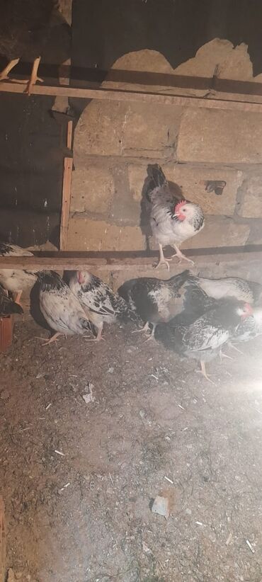 kəsilmiş toyuqlar: Toyuq, | Bresse, Milflör, Kuçin, Damazlıq, Ünvandan götürmə