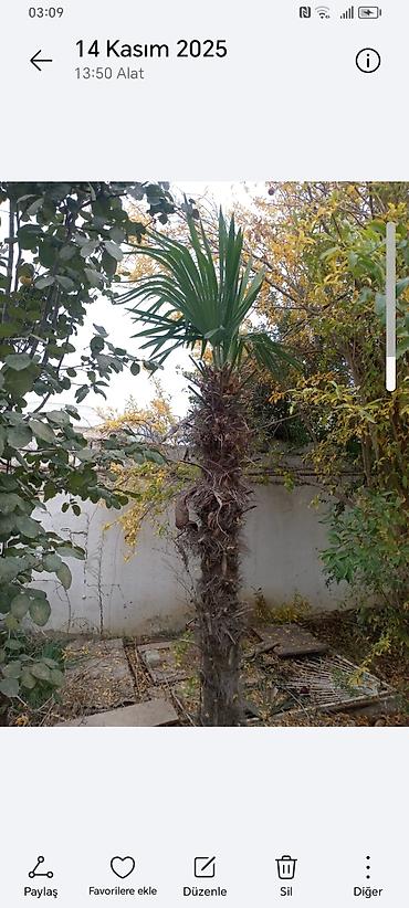 Ağaclar: Təsvir: - Nadir dekorativ xurma ağacları (Trachycarpus tipli, yelpik — 6