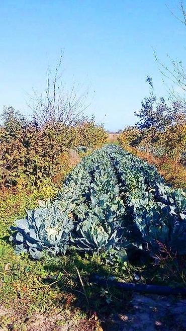 Torpaq sahələrinin satışı: 180 sot, Kənd təsərrüfatı, Kupça (Çıxarış) -da lalafo.az — 11 Torpaq sahələrinin satışı: 180 sot, Kənd təsərrüfatı, Kupça (Çıxarış) — 11
