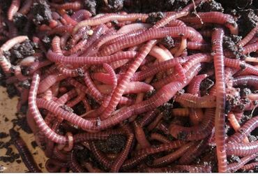 черви старатель в бишкеке: Калифорнийские черви для удобрения!!!Биогумус