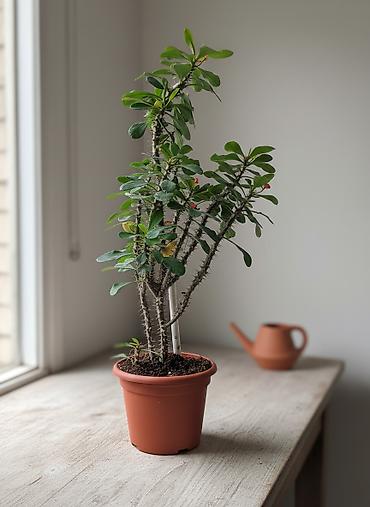молочай миля: Крупные комнатные растения — молочай Милей (Euphorbia milii, «Корона — 1