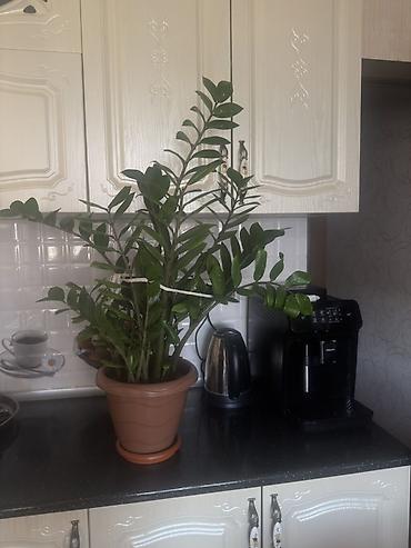 ciledagi bitkisi: Zamioculcas zamiifolia (ZZ plant) – iri, çoxzoğalı dekorativ otaq — 1