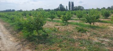 Torpaq sahələrinin satışı: 400 sot, Kənd təsərrüfatı, Mülkiyyətçi, Kupça (Çıxarış) — 18
