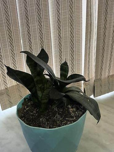 etotu bitkisi: Çatdırılma Ayna Sultanova Azadlıq metrosu. Sansevieria (Qaynanadili) — 2