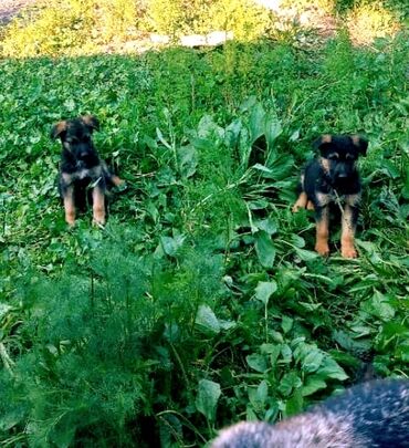 продаю музоо торпок корова самка бык самец айрширская ангус алатауская на забой для разведения на откорм племенные нетель привязанные: Немецкая овчарка, 2 месяца, Самец, С прививкой, С родословной