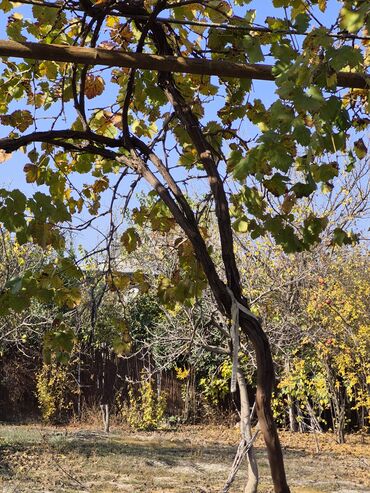 Torpaq sahələrinin satışı: 8 sot, Mülkiyyətçi, Texniki pasport, Kupça (Çıxarış) — 19