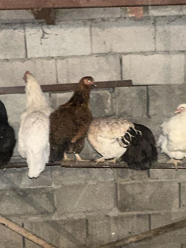 Куры, петухи: Продаю | Куры, Петух | Домашняя | На забой, Для разведения, Несушки — 18