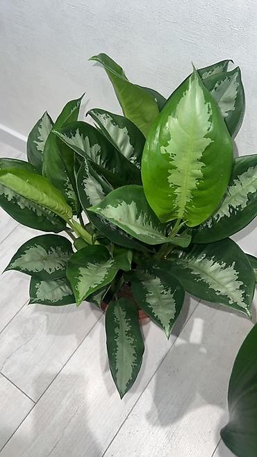 Драцены и Сансевиерии: Адаптированные пересаженные в горшках. Сансеvierия (Sansevieria — 21