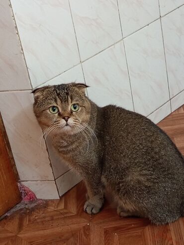 американский вислоухий кот: Вязка: Скотиш Фолд (Шотландская вислоухая), Мальчик, 2 года, Золотая шиншилла