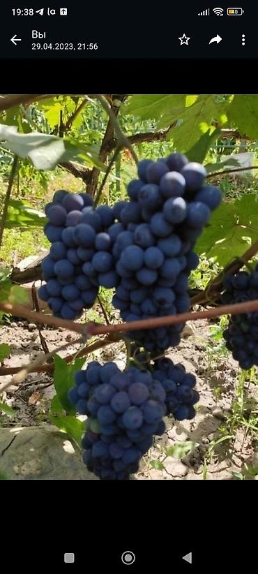 Виноград: Саженцы винограда. Пино, каберне, кишмыш, мцванни, ркацетелли — 9