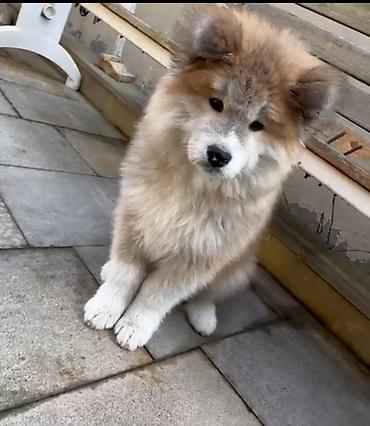 heyvanlar itler: Akita-inu, 3 ay, Erkək, Pulsuz çatdırılma — 2