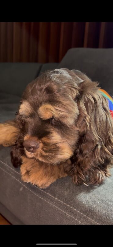 İtlər: Koker spaniyel, Erkek, Sənədli — 5