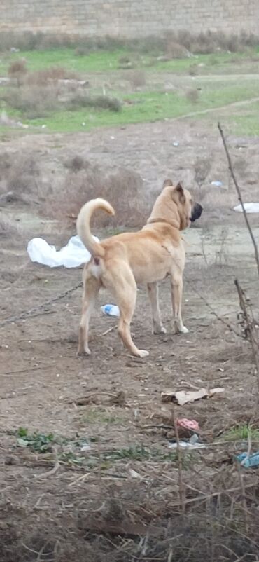 İtlər: Kanqal, 1 il, Erkek, Peyvəndli, Ödənişli çatdırılma — 8