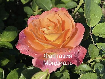эльф: Саженцы Самовывоз, Платная доставка — 5