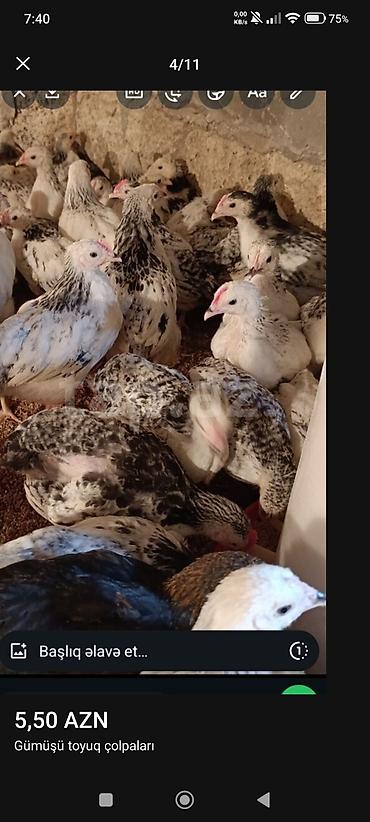 Toyuqlar: ‼️ Serebrist Colpaları Endirim olundu 2 ay yarımlığ tam sağlam — 6