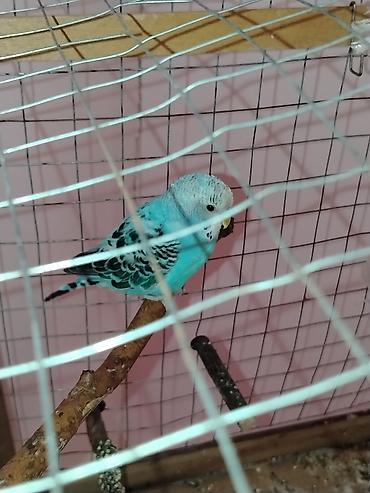 taxta qəfəs: Məhsul: Dalmatin naxışlı mavi-bulat rəngli dalğa papuqayı (budgerigar) — 3