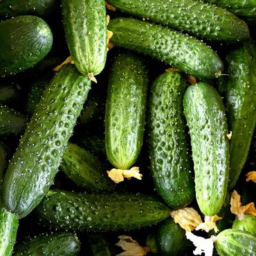 форма для декора: Бадыраңдар Кураж