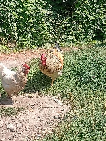 домашний животные: Продаю | Куры | Домашняя | Несушки — 9