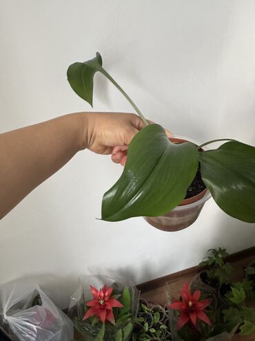 Другие комнатные растения: Гузмания абутилон оранжевый,каланхое розовый махровый,амазонская — 6