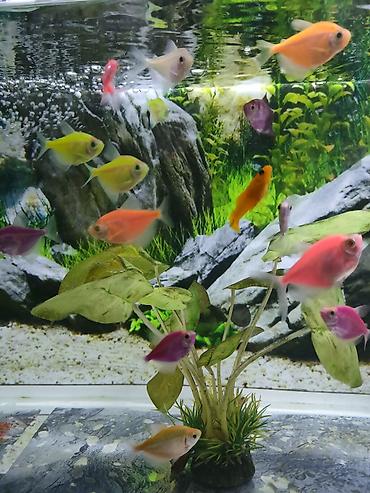 nemo baliq: Glofish, Sülhsevər — 3