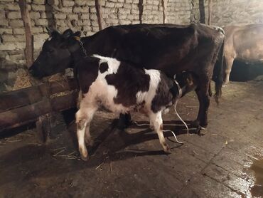 qara mal: Dişi, il: 2, Damazlıq, Südlük, Ünvandan götürmə