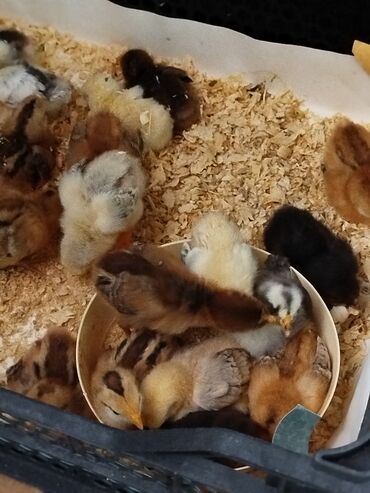 Cücələr: 10 günlük və 25 günluk kənd cücələri satılır tam sağlam 2 .50qəpik