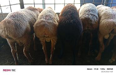 гуси цена: Продаю | Баран (самец) — 3
