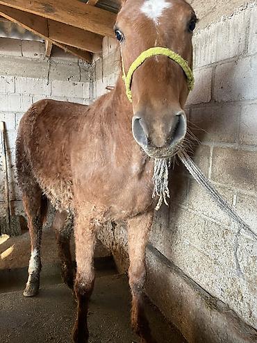 Лошади, кони: Продаю | Кобыла (самка) | Полукровка | Для разведения, На забой — 12