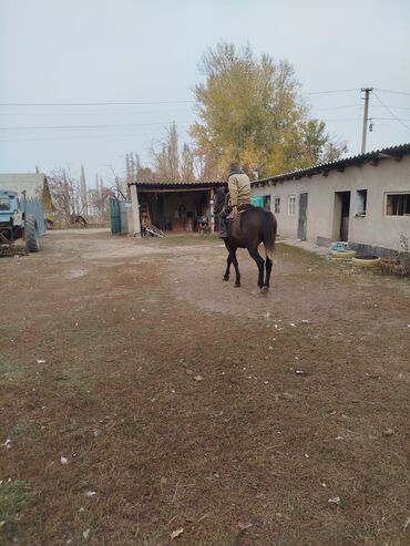 булдок ит: Продаю | Конь (самец) | Рабочий | Мерин