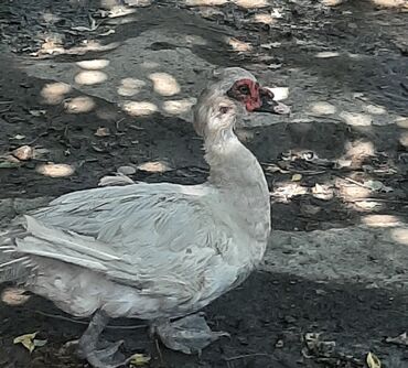 lal ordek: Lavanda lal ördəyi satılır, keçən ilin balasıdı 4 kq çəkisi