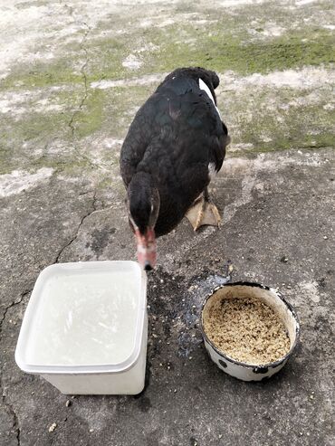 Ördəklər: Erkək, | Lal ördək, Damazlıq, Ünvandan götürmə — 12