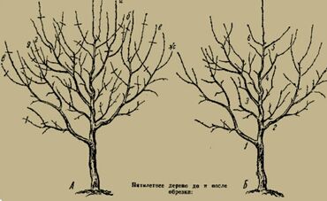 семена сладкой кукурузы: Семена и саженцы Черешня, Абрикос, Виноград