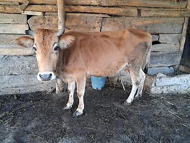 ari satişi: Satılır: inek 7 ay dana jonge watsap 0708357601 — 9
