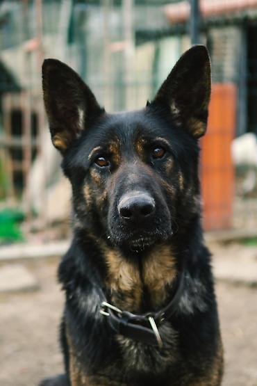 Psi: ❗ IZGUBLJEN PAS – DON ❗ 🙏 MOLIMO ZA POMOĆ I DELJENJE 🙏 Don je nestao i — 4