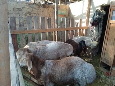 собака немецкая овчарка купить: Сатам | Ургаачы кой (ургаачы) | Көбөйтүү үчүн | Ургаачы