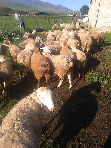42 qoyun 42 quzu Qoyunlar boğazdi bala verməyə başlayib qiyməti lalafo.az -da — 2 42 qoyun 42 quzu Qoyunlar boğazdi bala verməyə başlayib qiyməti — 2
