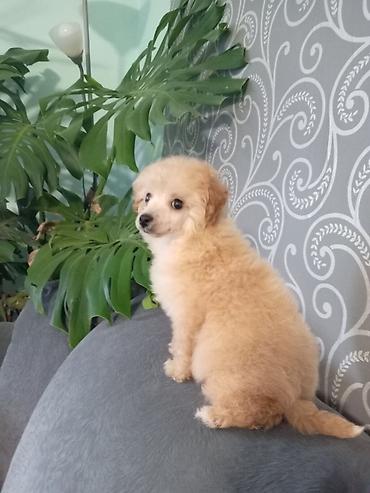 Psi: Patuljasta pudla muzjak 3meseca na lalafo.rs — 1 Psi: Patuljasta pudla muzjak 3meseca — 1