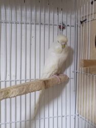 Tutuquşları: Çexlər hazır sağlam aktiv quşlardı hər iki cüt bala verib Bir cütü 80 — 6