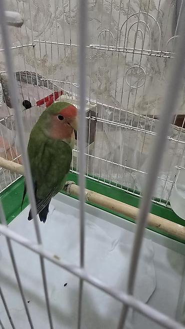 su quşu adları: Nrazlucnik erkey disidi bir balasi var yeke kletkadadi kletkanin ozun — 3